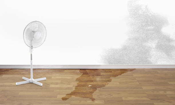 Best Basement water damage restoration  in Deer Lodge, MT